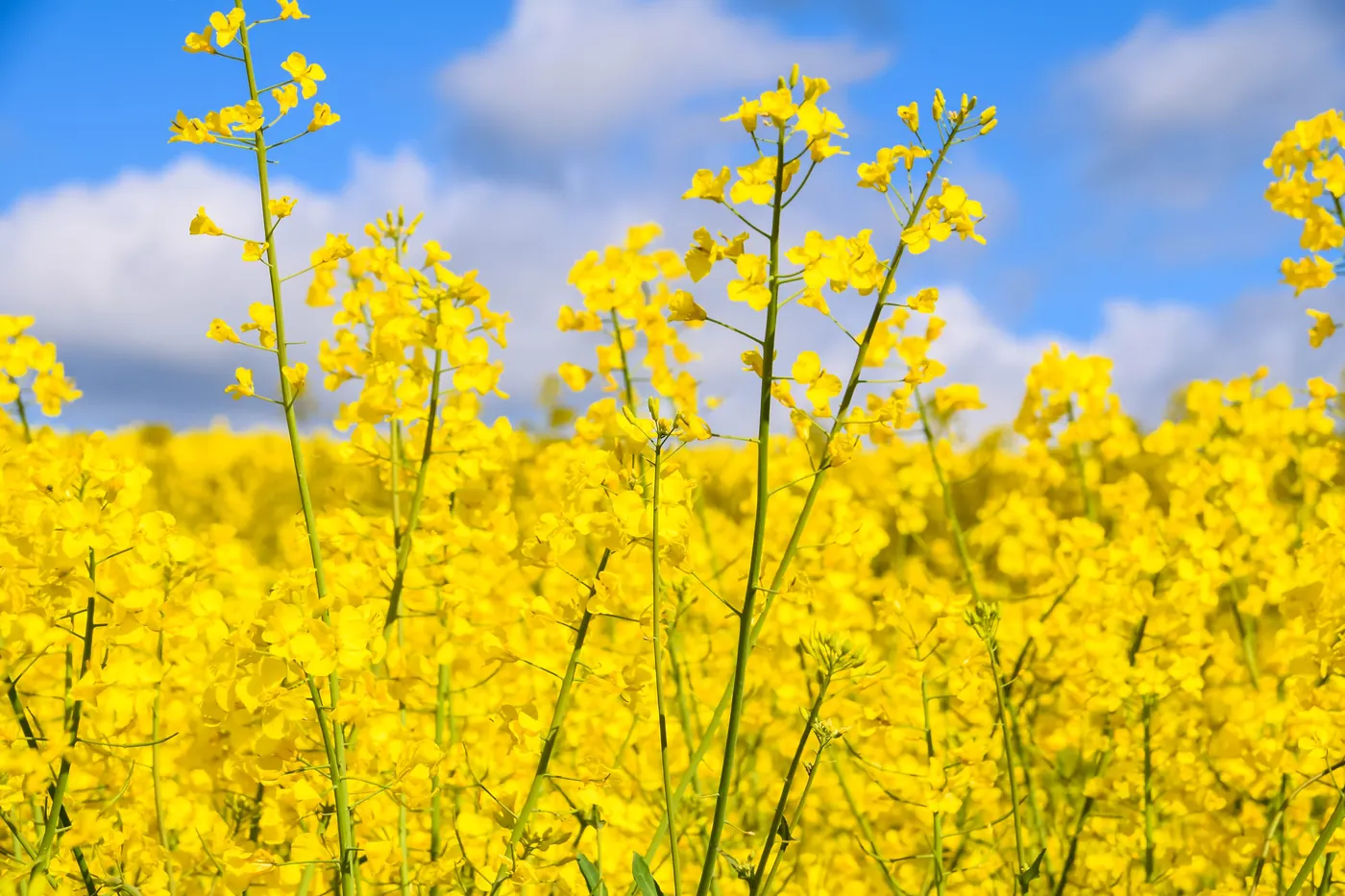 Rapsfält i Skåne